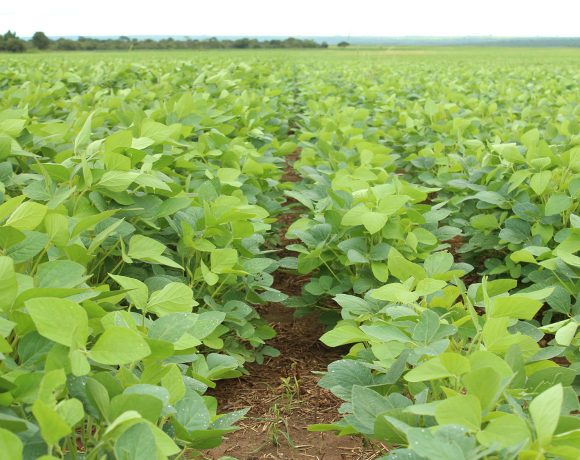 Agricultura Agricultura