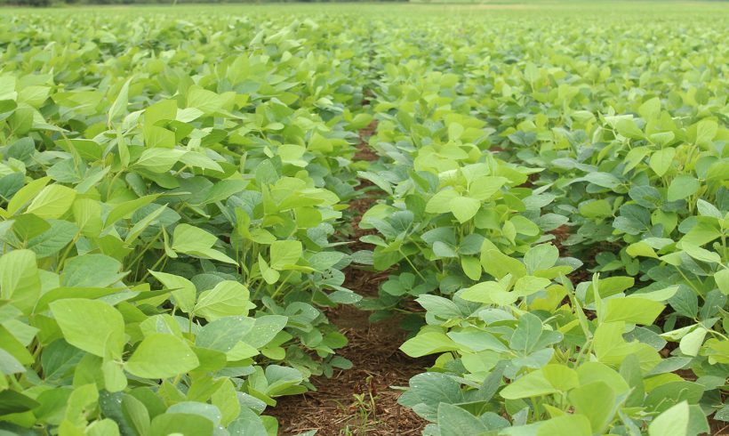 Agricultura Agricultura