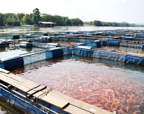 Aquicultura Aquicultura