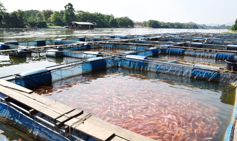 Aquicultura Aquicultura