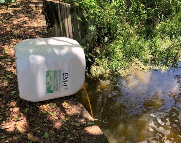 Meio Ambiente Meio Ambiente