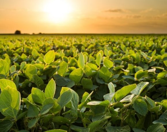Cultivo de Soja Cultivo de Soja