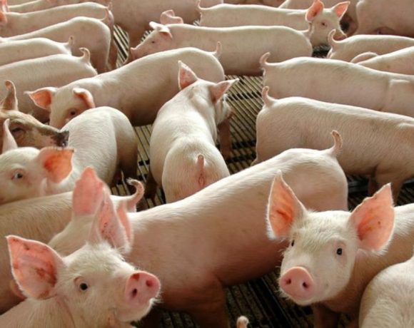 Suinocultura Suinocultura