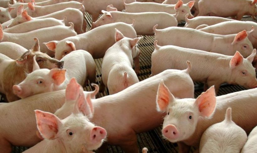 Suinocultura Suinocultura